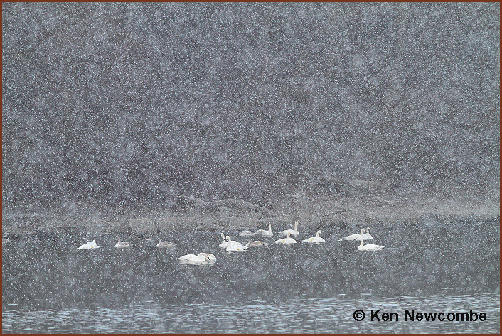 LaSalle Park Blizzard